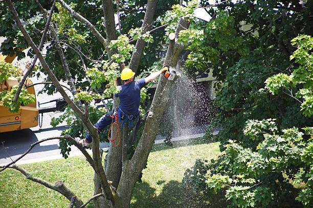 Seasonal Cleanup (Spring/Fall) in Lake Hamilton, AR